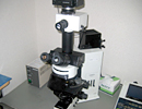 蛍光顕微鏡像