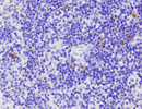 CD80