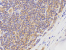 CD86