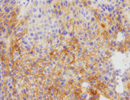 CD273